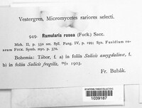 Ramularia rosea image
